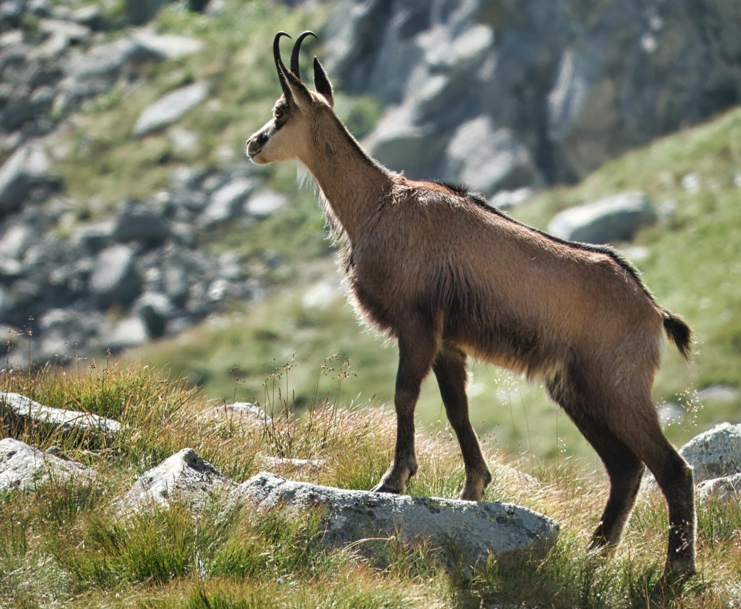 pexels-jos-van-ouwerkerk-377363-27818626-scaled